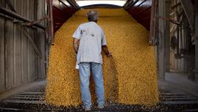 В 2025 году реализация зерна в России снизилась почти на 14%